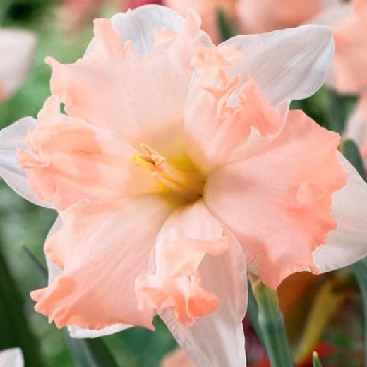 Нарцисс Иренас Чоис 12/14 1шт (КолЛайн) 3шт/уп