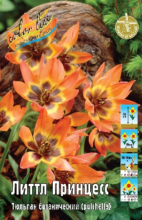 Тюльпан Литтл Принцесс 1шт (КолЛайн) 10шт/уп