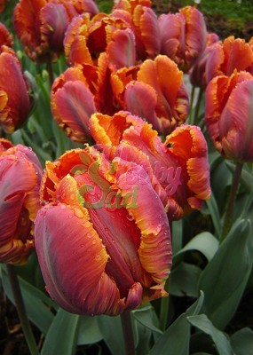 Тюльпан Блюмекс Фаворит 1шт (КолЛайн) 8шт/уп 