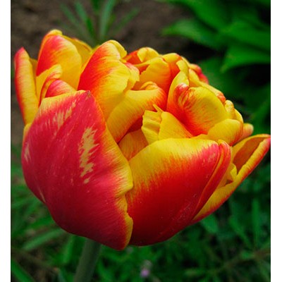 Тюльпан Силеста 11/12 1шт (Садовита) 8шт/уп