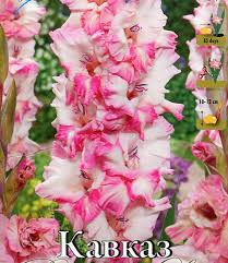 Гладиолус Кавказ 12/14 1шт (КолЛайн) 7шт/уп