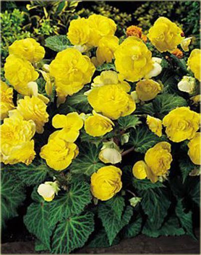 Бегония Мультифлора Максима Желтая 1шт (КолЛайн)