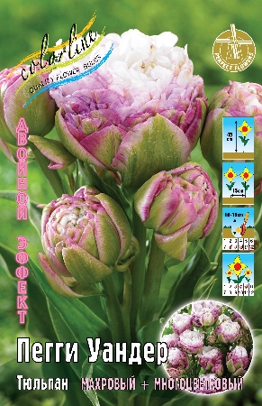 Тюльпан Пегги Уандер 1шт (КолЛайн) 3шт/уп 