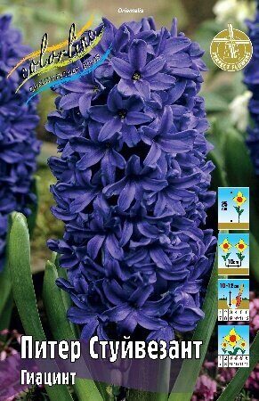 Гиацинт Питер Стуйвезант 14/15 1шт (КолЛайн) 3шт/уп