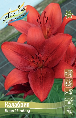 Лилия Калабрия 12/14 1шт (КолЛайн) 7шт/уп