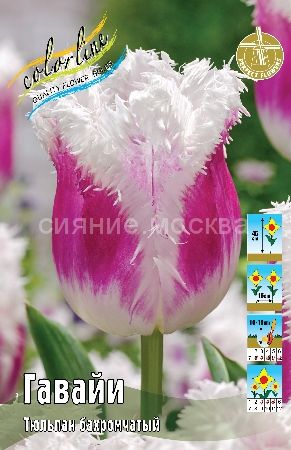 Тюльпан Гавайи 1шт (КолЛайн) 2шт/уп