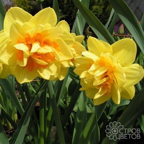 Нарцисс Монца 12/14 1шт (КолЛайн) 5шт/уп