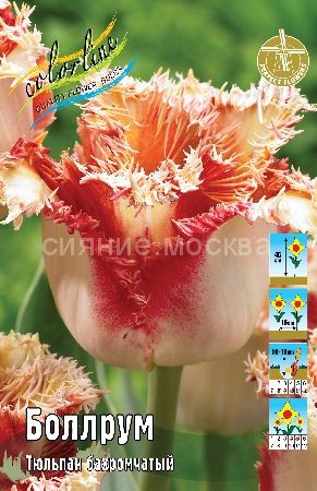 Тюльпан Боллрум 11/12 1шт (КолЛайн) 7шт/уп бахромч.