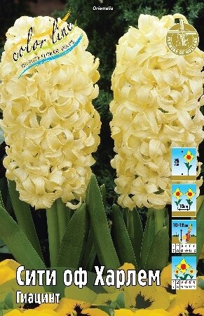 Гиацинт Сити оф Харлем 14/15 1шт (КолЛайн)
