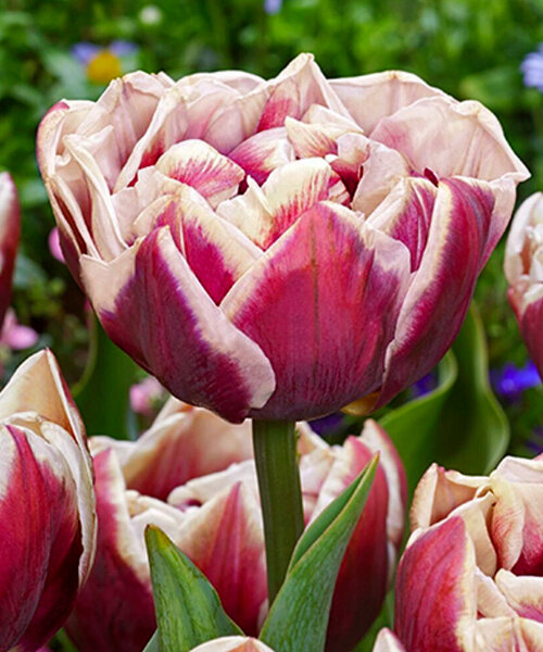 Тюльпан Виндхэм 1шт (КолЛайн) 8шт/уп