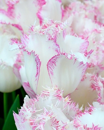 Тюльпан Леди Смайл 1шт (КолЛайн) 2шт/уп