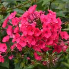 Флокс Надя 1шт (КолЛайн) 2шт/уп