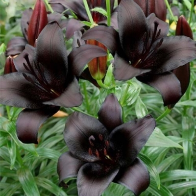 Лилия Найтрайдер 12/14 1шт (КолЛайн)