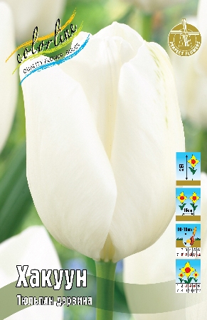 Тюльпан Хакуун 11/12 1шт (КолЛайн) 3шт/уп белый