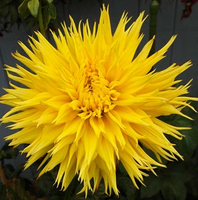 Георгина Энкор 1шт (КолЛайн)