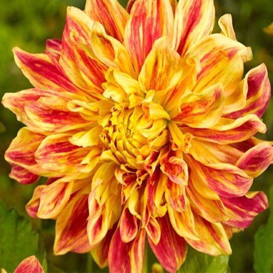 Георгина Сан Экспложн 1шт (КолЛайн)