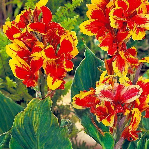 Канна Розмунд Коул 1шт (КолЛайн) 2шт/уп