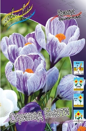 Крокус Стрипед Бьюти 1шт (КолЛайн) 10шт/уп