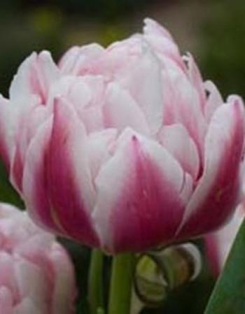 Тюльпан Мелроуз 11/12 1шт (Садовита) 7шт/уп