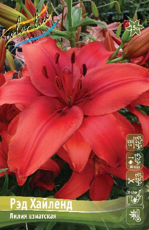 Лилия Рэд Хайленд 12/14 1шт (КолЛайн) 7шт/уп