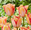 Тюльпан Бьюти Дрим 1шт (КолЛайн) 8шт/уп