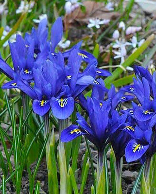 Ирис сетчатый Гармония 5/6 1шт (КолЛайн) 10шт/уп