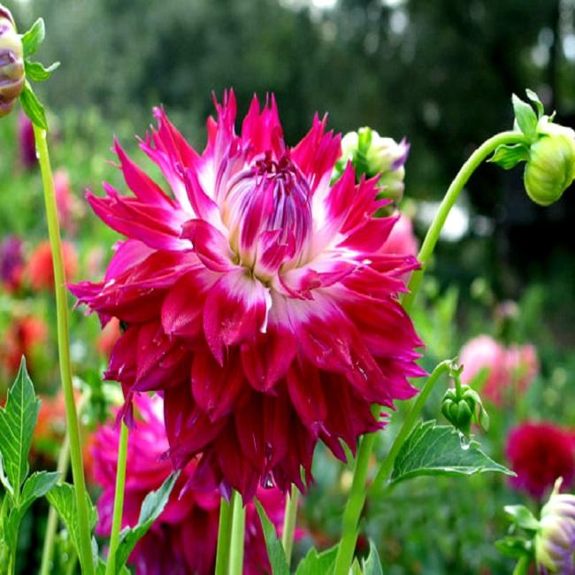 Георгина Фэнтези Дю Кап 1шт (КолЛайн)