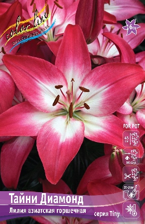 Лилия Тайни Диамонд 10/12 1шт (КолЛайн) 7шт/уп 