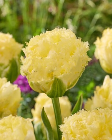 Тюльпан Ванилла Данс 11/12  1шт (КолЛайн) 2шт/уп