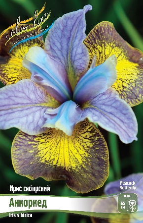 Ирис сибирский Анкоркед 1шт (КолЛайн) 
