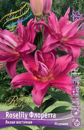 Лилия Roselily&Флоретта 12/14 1шт (КолЛайн) 5шт/уп