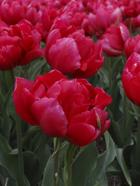 Тюльпан Эстетик 11/12 1шт (Садовита) 3шт/уп