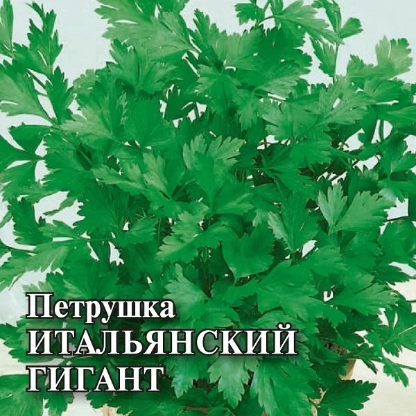 Петрушка листовая Итальянский гигант 50г (Гавриш)