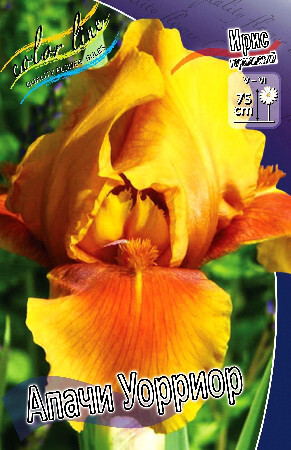 Ирис германский Апачи Уорриор 1шт (КолЛайн) 