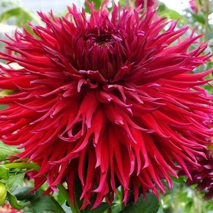 Георгина Джексон 1шт (КолЛайн)