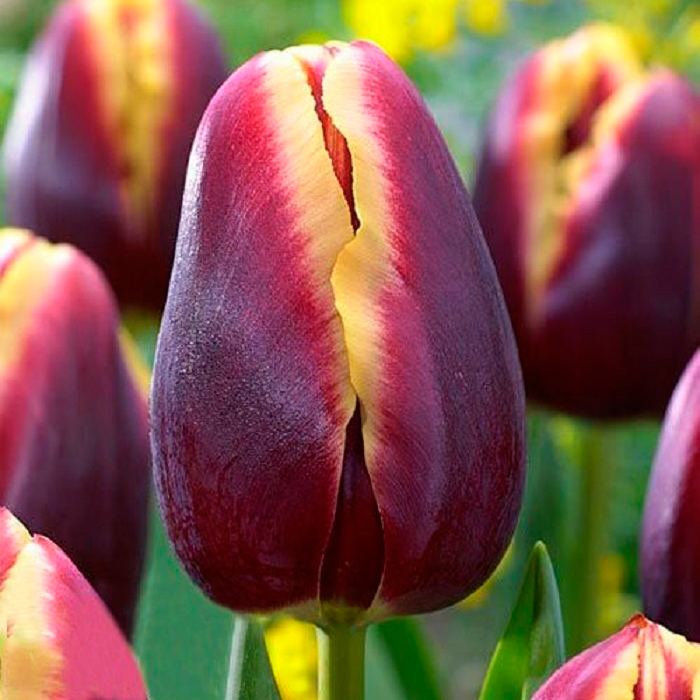 Тюльпан Доберман 1шт (КолЛайн) 3шт/уп триумф