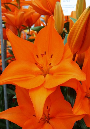 Лилия Кампече 12/14 1шт (КолЛайн) 7шт/уп