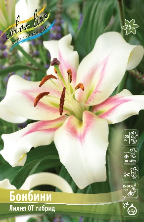 Лилия Бонбини 1шт 12/14 (КолЛайн) 2шт/уп