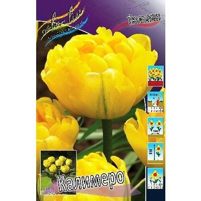 Тюльпан Калимеро 10/11 1шт (КолЛайн) 8шт/уп