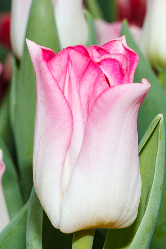 Тюльпан Кроун Оф Династи 11/12 1шт (Садовита) 7шт/уп