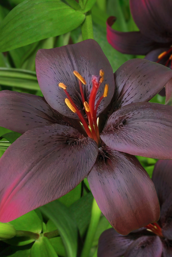 Лилия Секрет Кисс 12/14 1шт (Садовита) 3шт/уп