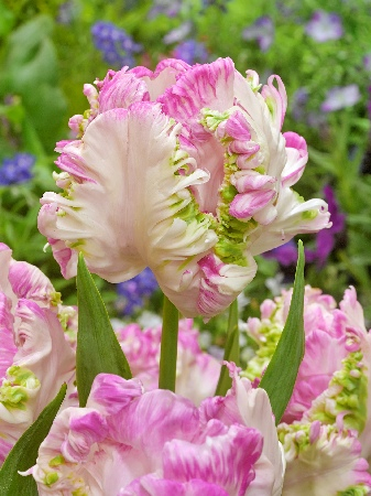 Тюльпан Кабанна 1шт (КолЛайн) 5шт/уп