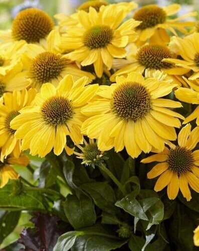 Эхинацея Твиити 1шт (КолЛайн)