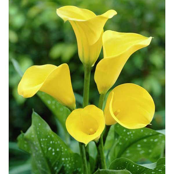 Калла Флорекс Голд 1шт (КолЛайн) 2шт/уп