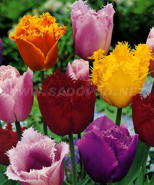 Тюльпан Букетная,бахромчатая, смесь 1шт (КолЛайн) 8шт/уп 