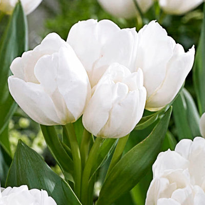 Тюльпан Вайс Берлинер 1шт (КолЛайн) 7шт/уп 