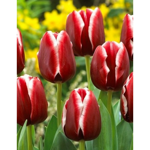 Тюльпан Армани 11/12 1шт (Садовита) 8шт/уп