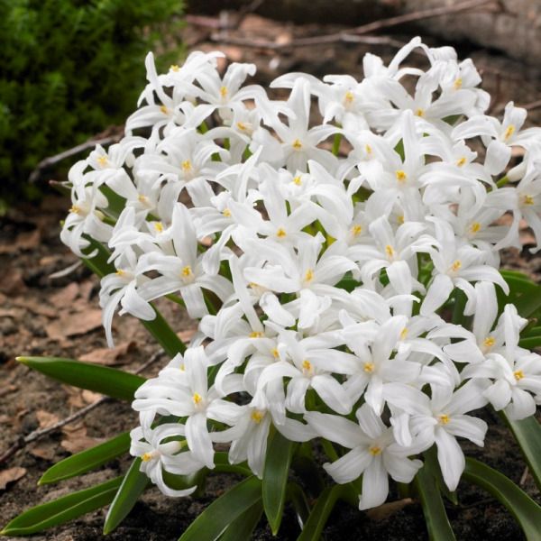 Хионодокса Альба 5/+ 1шт (Садовита) 10шт/уп