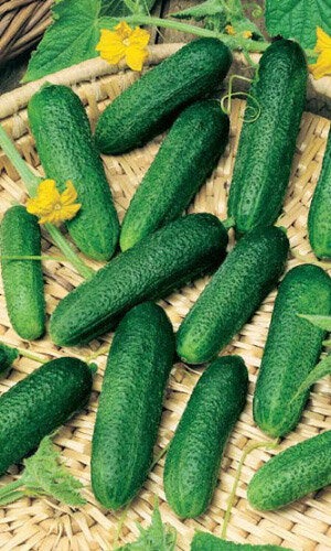 Огурец Бидретта F1 0,3г б/п (УУ) пчелооп