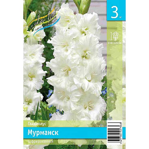 Гладиолус Мурманск 10/12 1шт (КолЛайн) 8шт/уп